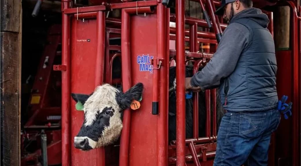 CattleMaster Series 6 Heavy Duty Cattle Headgate - view 3