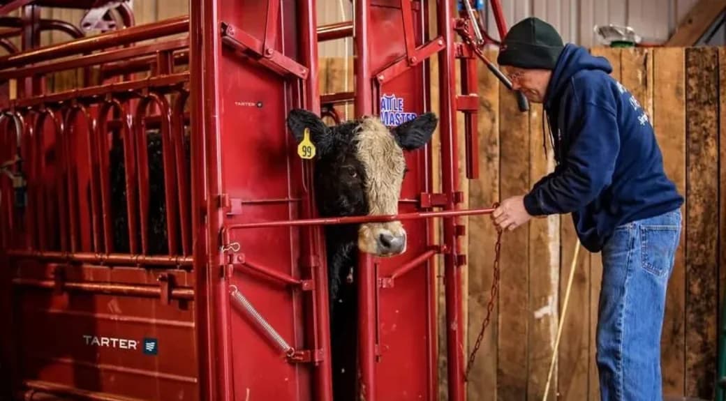 CattleMaster Series 6 Heavy Duty Cattle Headgate - view 5