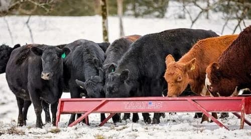 10 ft Steel Grain Feeder for Cattle and Livestock - view 2
