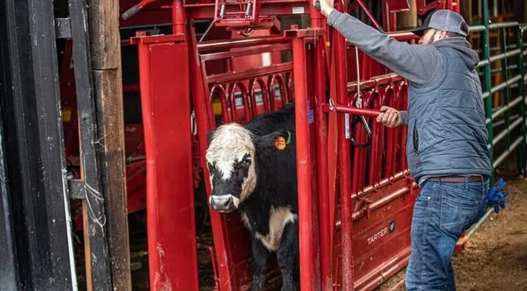 CattleMaster Series 6 Heavy Duty Cattle Headgate - view 2
